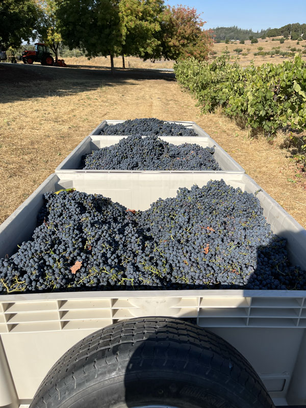 Bins-of-grapes