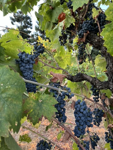 Grapes-on-vine