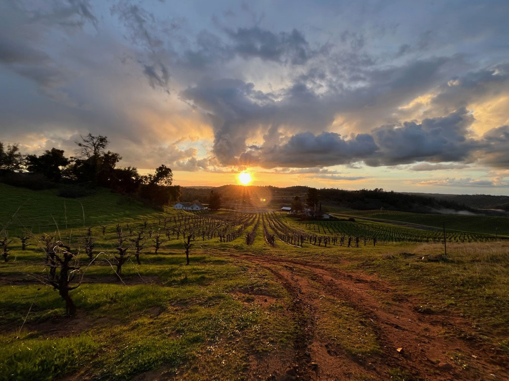 Sunset-on-vines