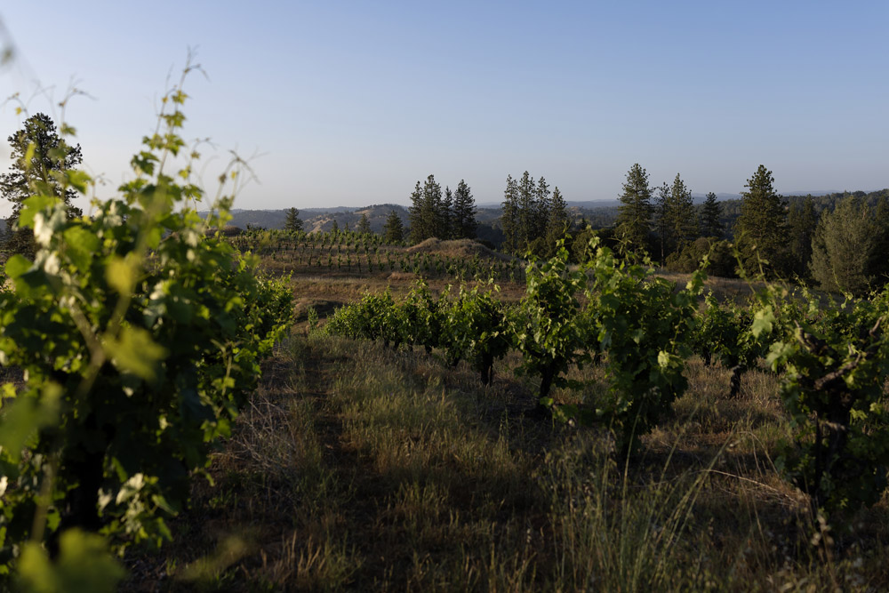 Vinein-sun